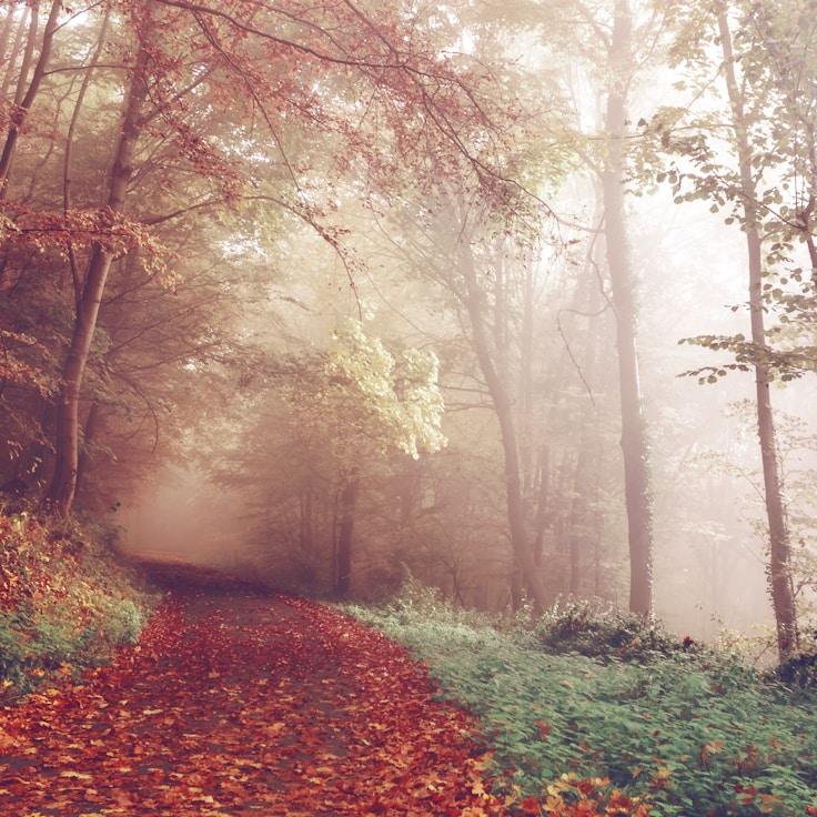 National parks landscape